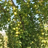 فروش خانه باغ 2200 م روبه روی کانی دینار