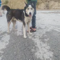 فروش یک سگ هاسکی قیمت توافقی