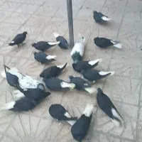 کفدردم سفیدکاکلی پرشی