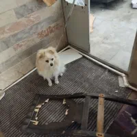 سگ اشمیت|سگ|کرمان, |دیوار