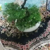 دکوری،کادویی