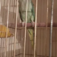 شاه طوطی و مانگو مولد