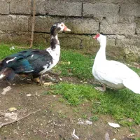 دو عدد اردک نر اسرائیلی بفروش میرسد