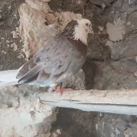 ستا کفتر نر شازده