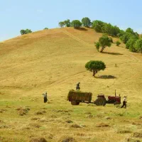 آلف ( علف) تازه یک گلابه