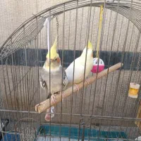 جفت عروس هلندی کارداده
