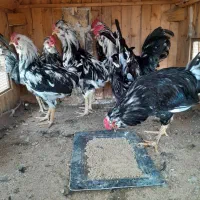 خروس گلین خال سوزنی فول بدون پر رنگی