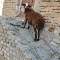 میش شک|حیوانات مزرعه|خرم‌آباد, |دیوار