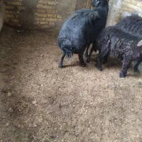 فروش گوسفند نر