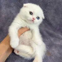 زیباترین مخلوقات بچه گربه ها|گربه|اصفهان, احمدآباد|دیوار