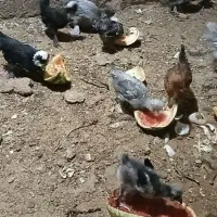 جوجه سلطان