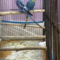 مرغ عشق طوطی کتوله برزیلی قفس