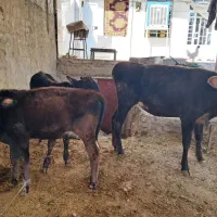 فروشی|حیوانات مزرعه|کوهدشت, |دیوار