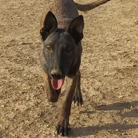 ۲قلاده مارینیز نرو ماده