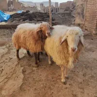 قصاب|خدمات پیشه و مهارت|بجنورد, |دیوار