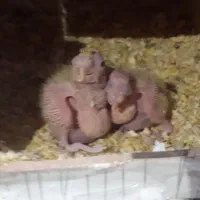 جفت طوطی عروس مولد با دو تا جوجه