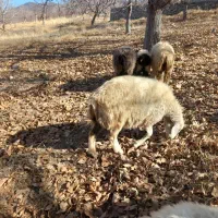 کاوُر نژاد دار تک زه فروش فوری