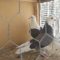 شازده سبز|پرنده|ساوه, |دیوار