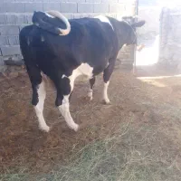 گاو|حیوانات مزرعه|هیدوچ, |دیوار