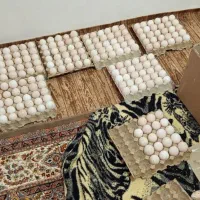 تخم بوقلمون نطفه دار