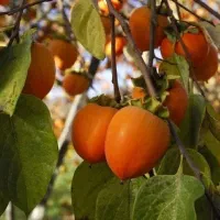 توزیع نهال ریشه پرس دوساله