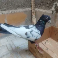 کفتر سینه سیاه نرتک باتخم جوجه شده معاوضه با پرنده|پرنده|مشهد, منزل آباد|دیوار