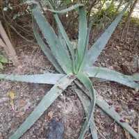 گل الوئه ورا|گل و گیاه طبیعی|گنبد کاووس, |دیوار