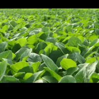 فروش انواع نشا میناب رودان کهورستان|خدمات باغبانی و درختکاری|بندرعباس, |دیوار