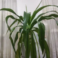 گل سوسن|گل و گیاه طبیعی|اصفهان, باغ فدک|دیوار