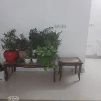 مبل کلاسیک|مبلمان خانگی و میز عسلی|نیشابور, دارایی|دیوار