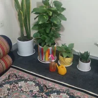 چهار گل و گلدون