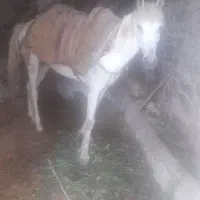 اسب سمند