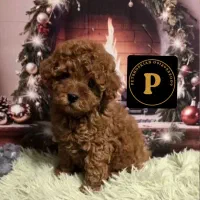 توله سگ نژاد پودل