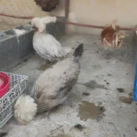 مرغ و خروس لهستانی