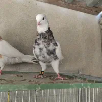 کبوتر طوق