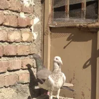 کفتر|پرنده|کنگاور, |دیوار