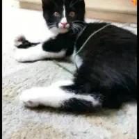 گربه واگذاری رایگان