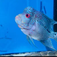 ماهی فلاور|ماهی|قرچک, شهرک الحدید|دیوار