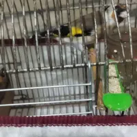 سهره ماده دورگ وسر سیاه|پرنده|شیراز, کوشک میدان|دیوار