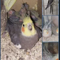 معاوضه میکنم با جفت کوتوله