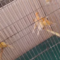 قناری پرتقالی نر مست و بخون|پرنده|اصفهان, قلعه طبره|دیوار