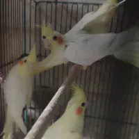 عروس هلندی لوتینوباجوجه|پرنده|قم, آذر (نکویی)|دیوار