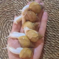 حلزون آچاتینا