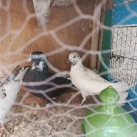 کبوتر کفتر گرفتنی