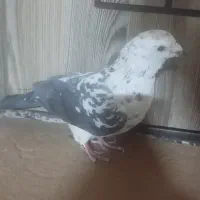 کفتر|پرنده|مشهد, هفت تیر (نه دره)|دیوار