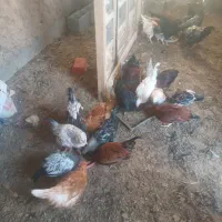 تعدادی جوجه مرغ و خروس به فروش میرسد|حیوانات مزرعه|بسطام, |دیوار