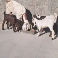 بز سه قلو زاه|حیوانات مزرعه|کرمان, |دیوار