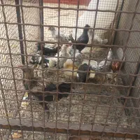 مرغ گلین|حیوانات مزرعه|سپیدان, |دیوار