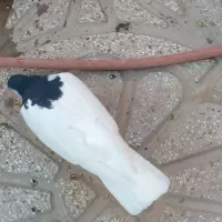 خال سیاه راست سیاه وسوسکی