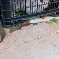 خرگوش،زیبا|موش و خرگوش|ملکآباد, |دیوار